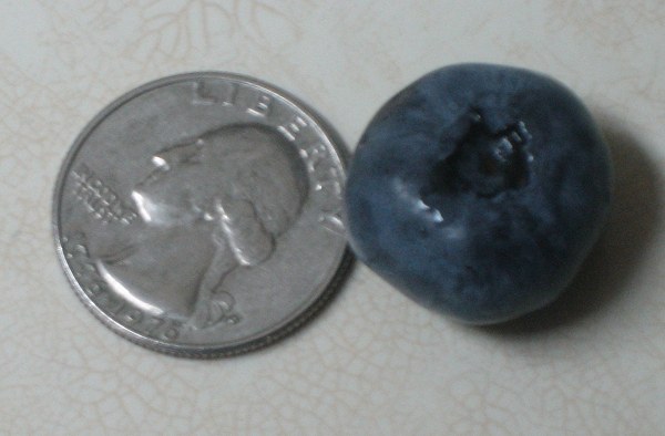 Biggest Blueberry Ever