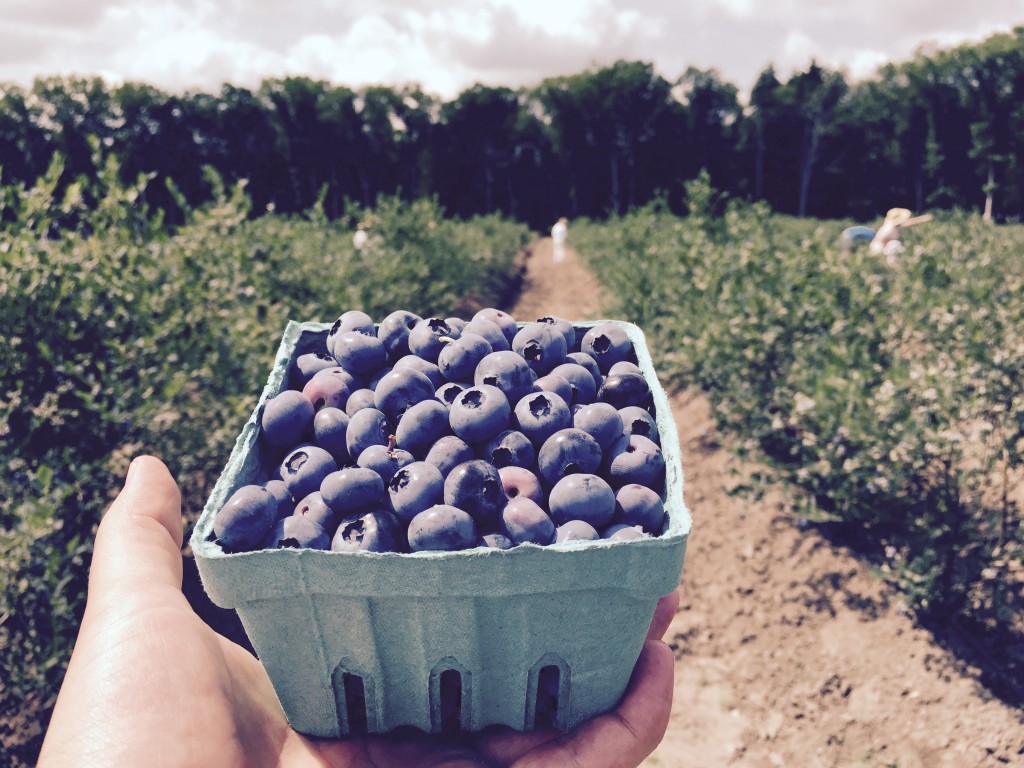 Blueberry picking at DiMeo Farms in New Jersey