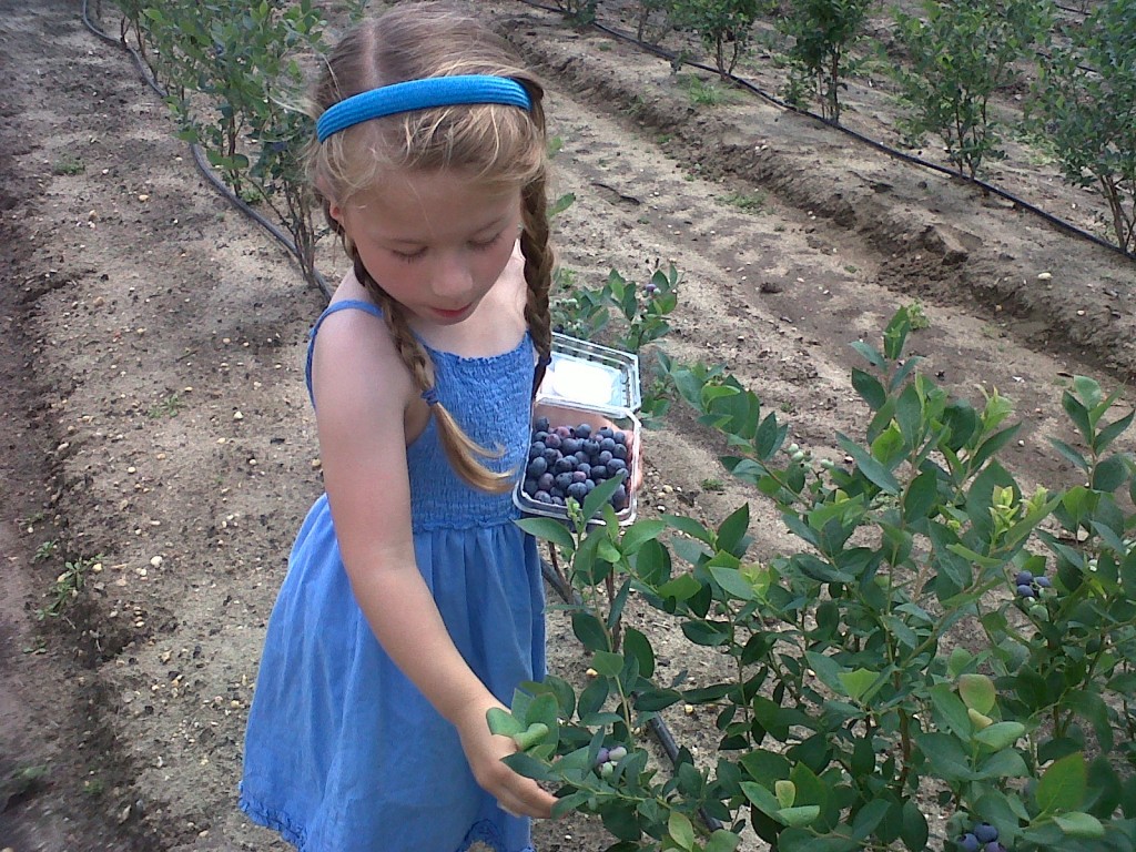 Blueberry Picking at Blueberry Farms