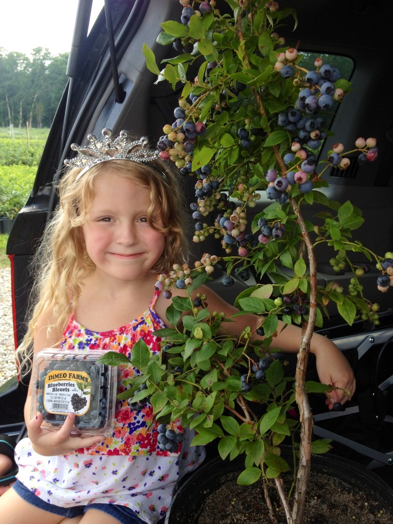 Fight Cancer With Eating Blueberries from DiMeo Blueberry Bushes