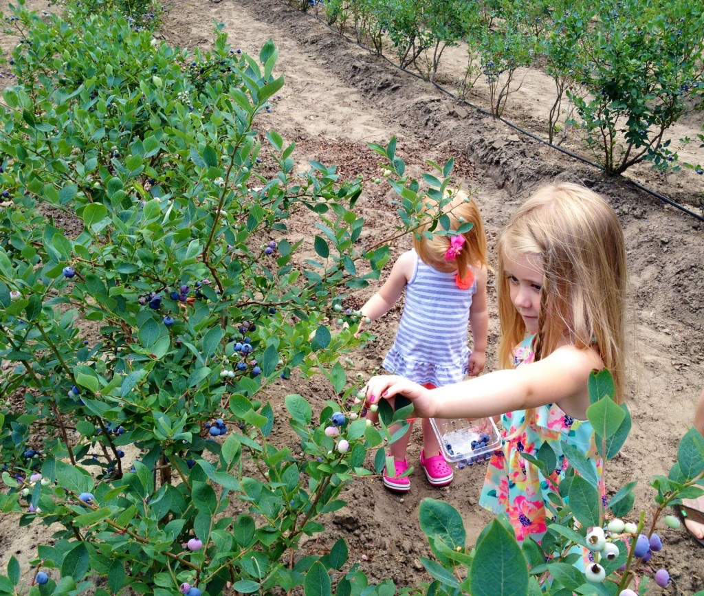 Kids Love Blueberry Picking at DiMeo Farms Blueberries fresh from the berry farms
