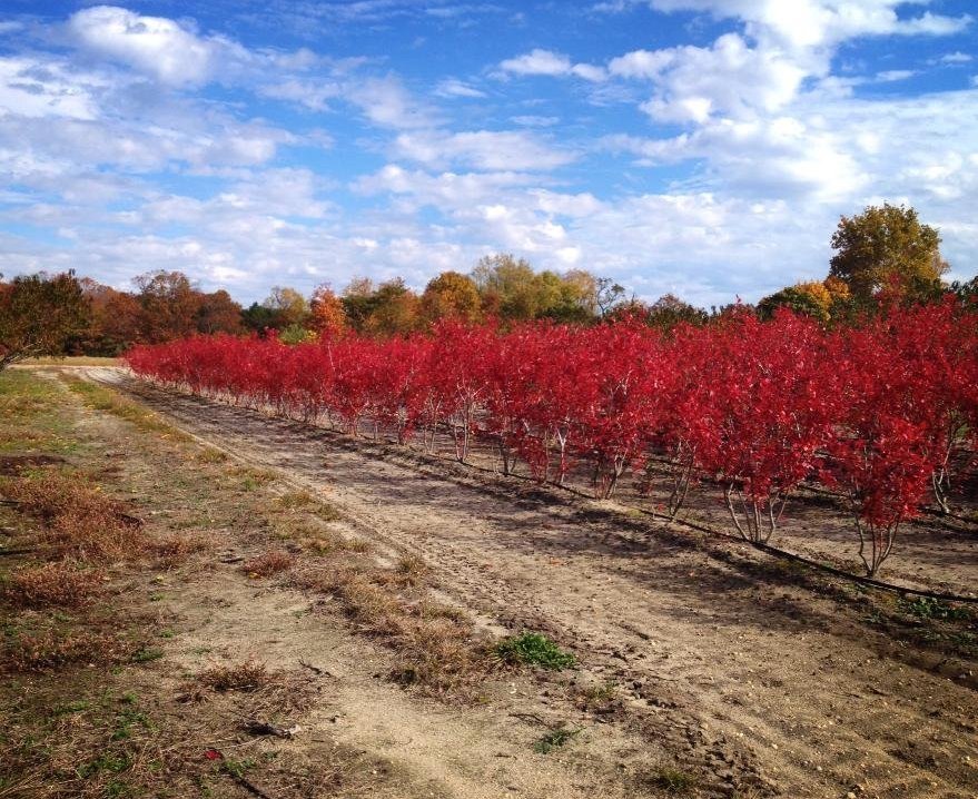 dimeo fruit farms DiMeo Farms Blueberry Plants Nursery Large Blueberry Bushes for Sale