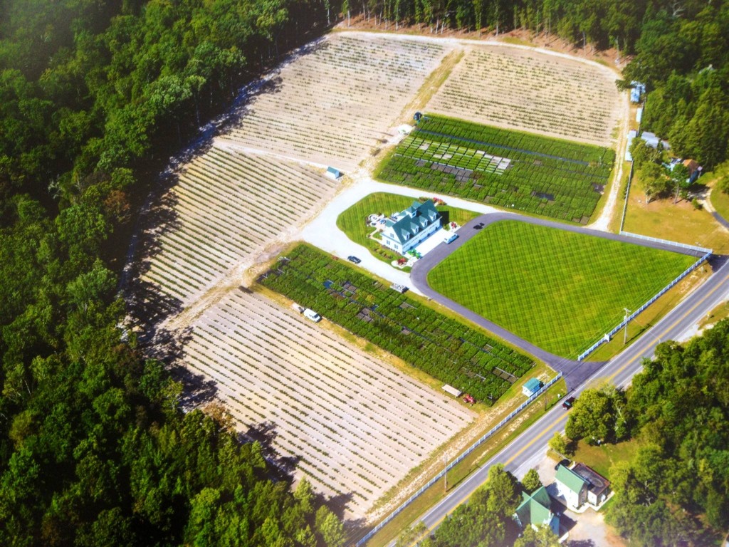 Berry Plants for Sale by DiMeo's Blueberry Plants Garden Center