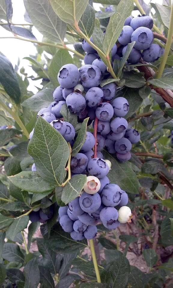 Blueberries Bushes for Sale by DiMeo Farms in New Jersey