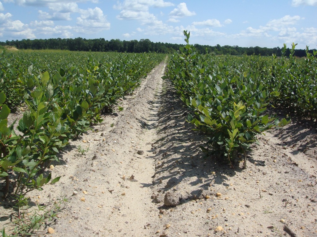 Blueberry Plants for Sale by DiMeo's Blueberry Farms in New Jersey