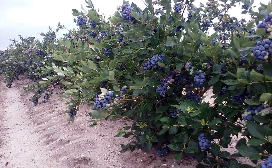 Blueberry Plants DiMeo Farms New Jersey