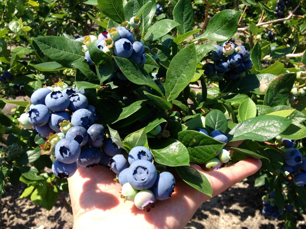 Growing Organic Blueberries