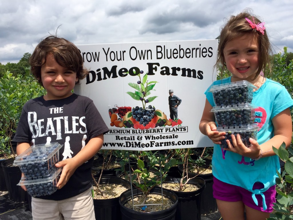 Growing blueberries is easy with berry plants from DiMeo Farms in Hammonton