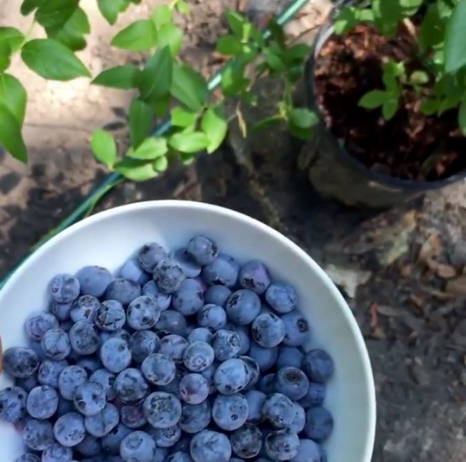 DiMeo Farms Blueberry Plants Nursery Large Blueberry Bushes for Sale